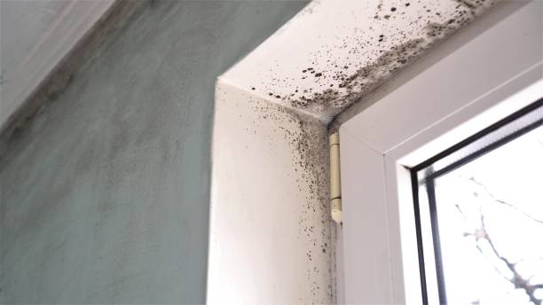 Best Mold Removal Process  in USA